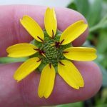 Berlandiera lyrata (Fleur chocolat) Graines