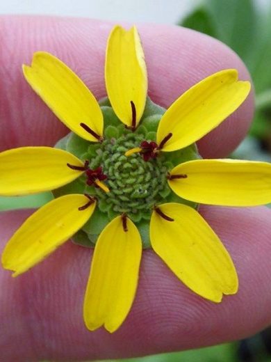 Berlandiera lyrata (Fleur chocolat) Graines