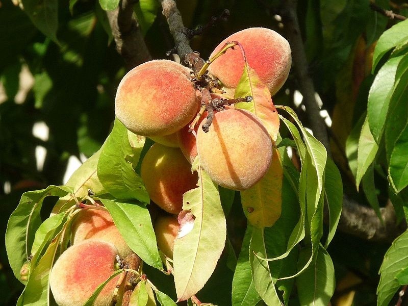 Manger le fruit défendu ! (2)