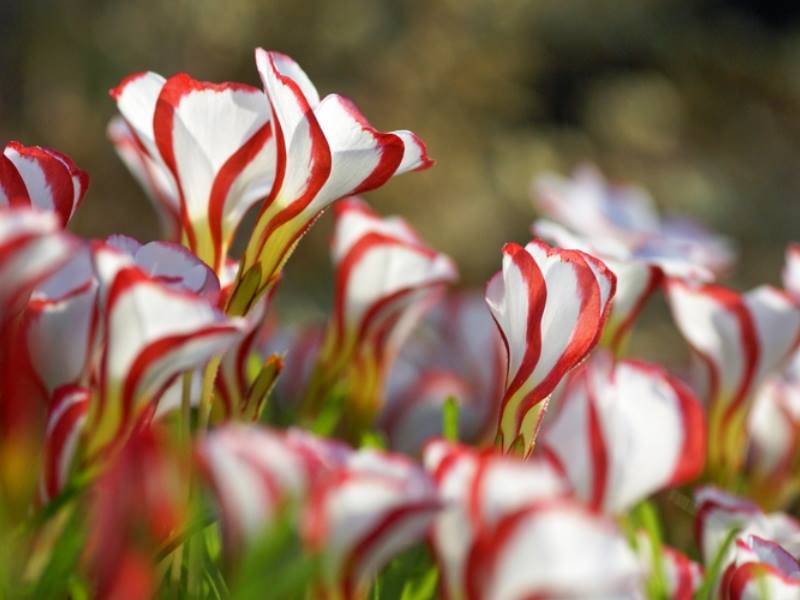 Des bulbes rares à planter sans attendre !