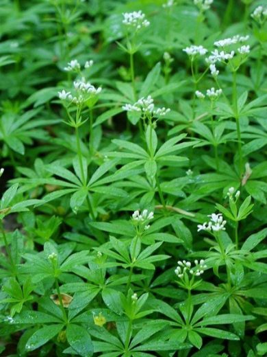 Galium odoratum "Aspérule odorante" Graines