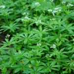 Galium odoratum "Aspérule odorante" Graines