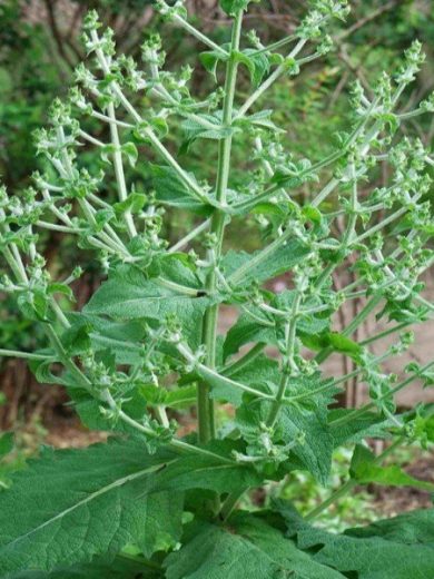 Salvia hispanica "Sauge Chia" Graines