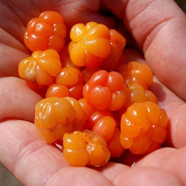 Rubus chamaemorus "Plaquebière" (Plante à fruits rare) Graines