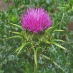 Chardon-Marie (Silybum marianum) Graines