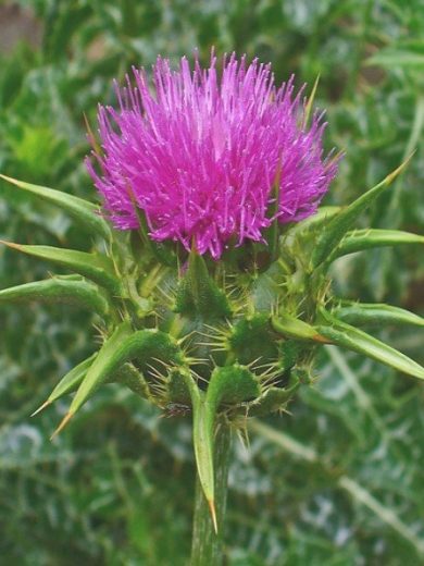 Chardon-Marie (Silybum marianum) Graines