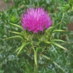 Chardon-Marie (Silybum marianum) Graines