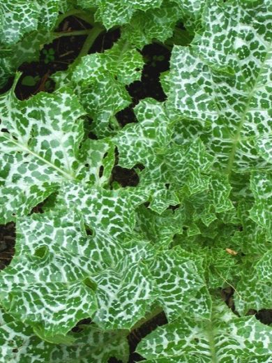 Chardon-Marie (Silybum marianum) Graines