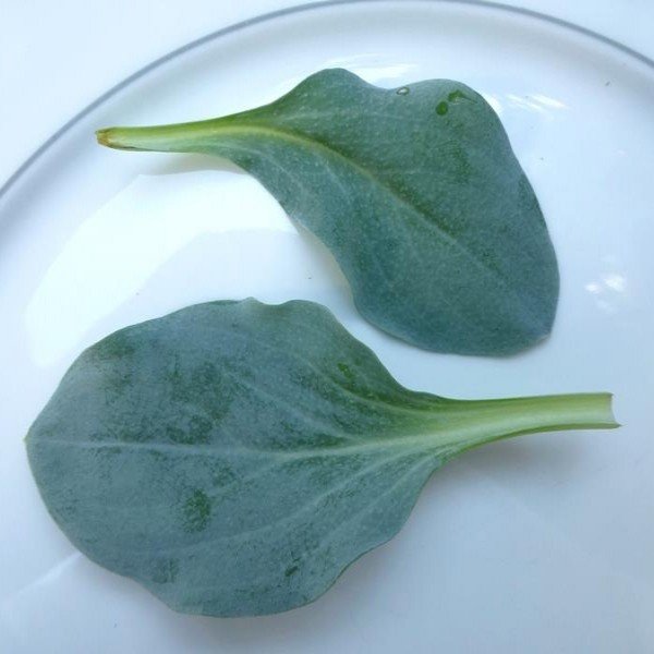 Mertensia maritima, Oysterleaf, lot de 3 Plantes