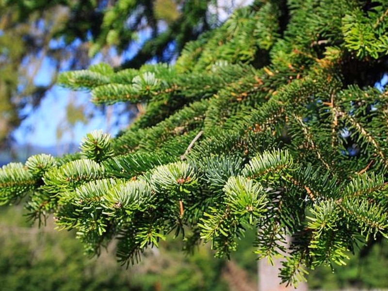 Le dilemme du sapin de Noël Naturel Vs. Artificiel ! (2)