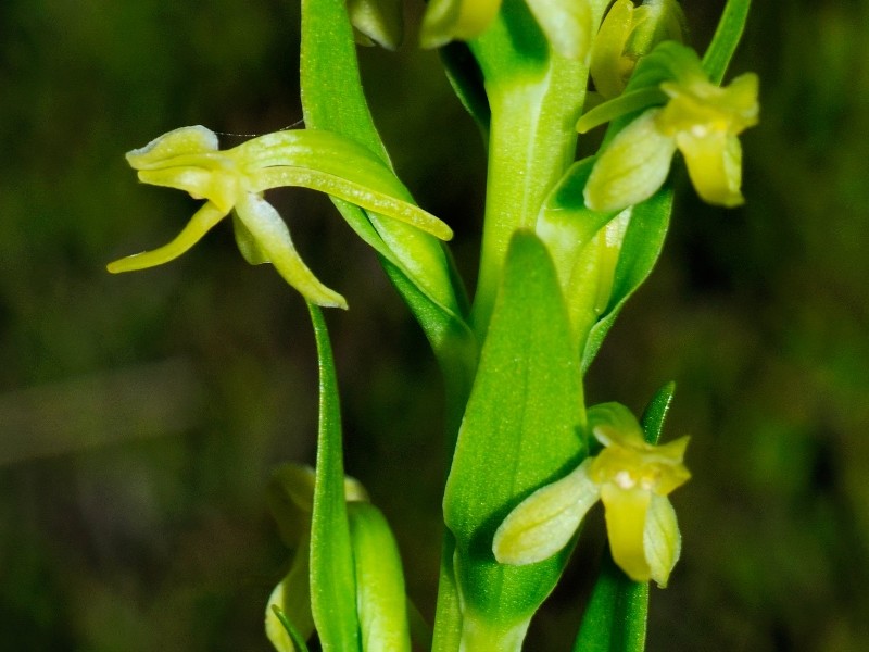 L'orchidée la plus rare d'Europe redécouverte - alsagarden (1)