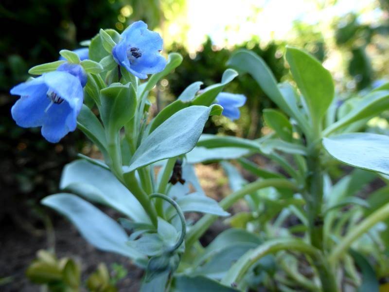 Mertensia maritima (Alsagarden) (1)