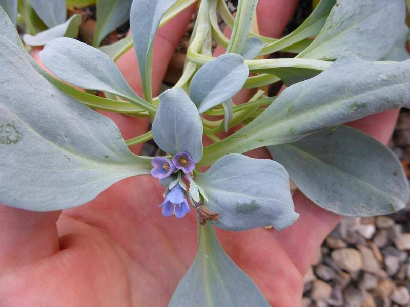 Mertensia maritima (Alsagarden) (2)