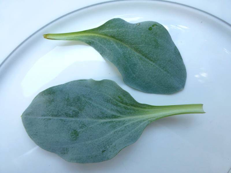Mertensia maritima, osterleaf, feuilles