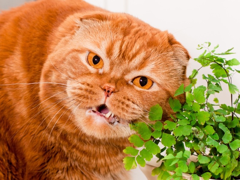 plante toxique chat