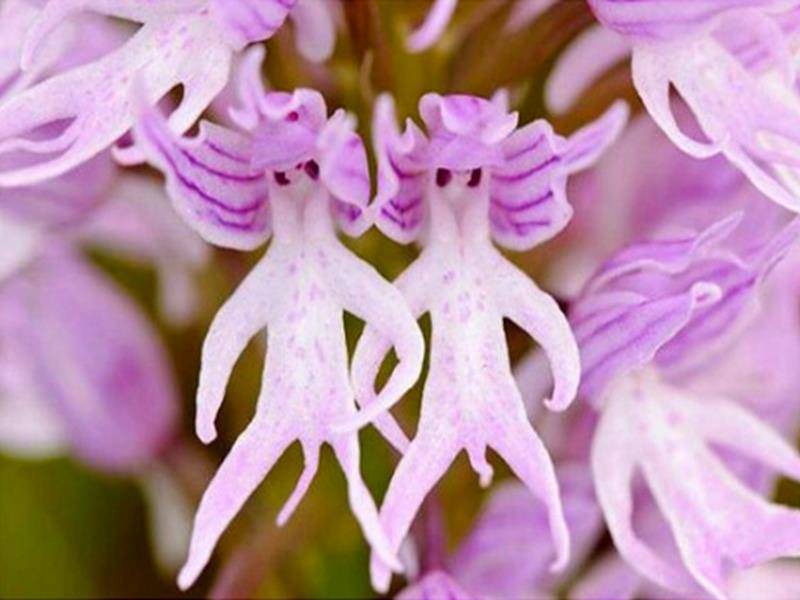 Les 10 champs de fleurs les plus spectaculaires du monde