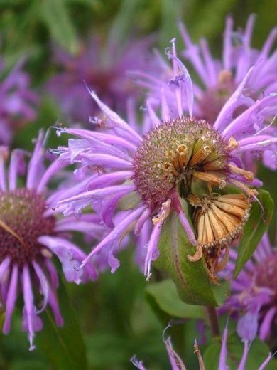 Monarde Bergamote (Monarda fistulosa) Graines