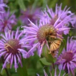 Monarde Bergamote (Monarda fistulosa) Graines
