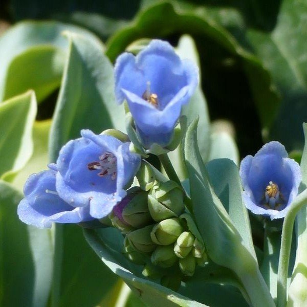 Assortiment Potager à l'ombre (5 Variétés de graines BIO) - Alsagarden