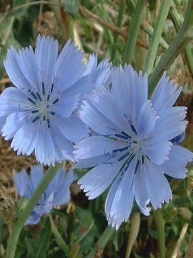 Chicorée sauvage (Cichorium intybus) Graines