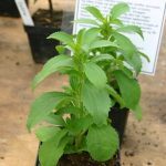 Stevia rebaudiana (Stevia) Graines