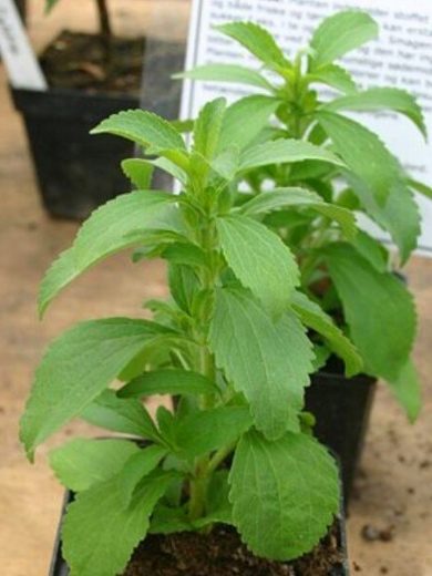 Stevia rebaudiana (Stevia) Graines