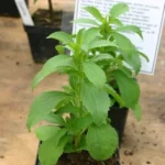 Stevia rebaudiana (Stevia) Graines