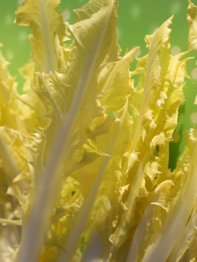 Chicorée sauvage "Barbe de Capucin" (Cichorium intybus) Graines