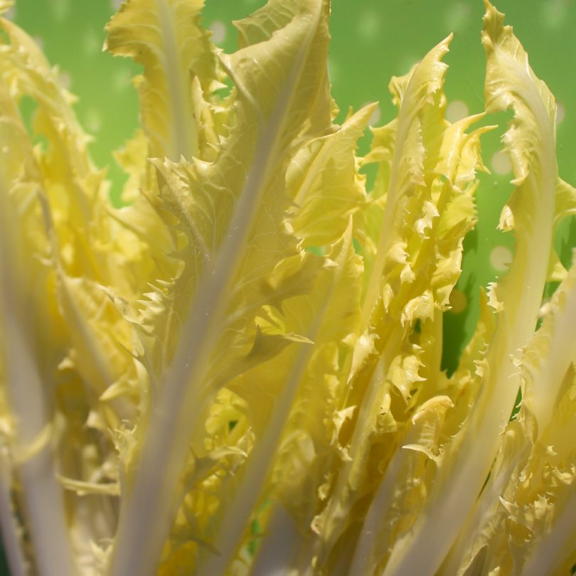 Chicorée sauvage "Barbe de Capucin" (Cichorium intybus) Graines