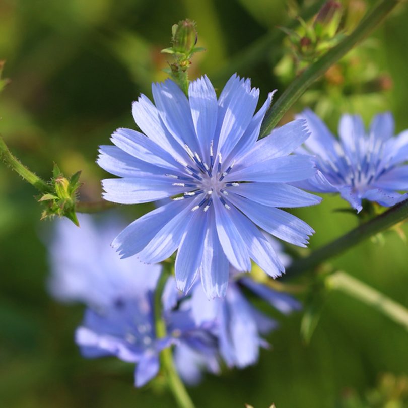 Chicorée sauvage "Barbe de Capucin" (Cichorium intybus) Graines – Image 2