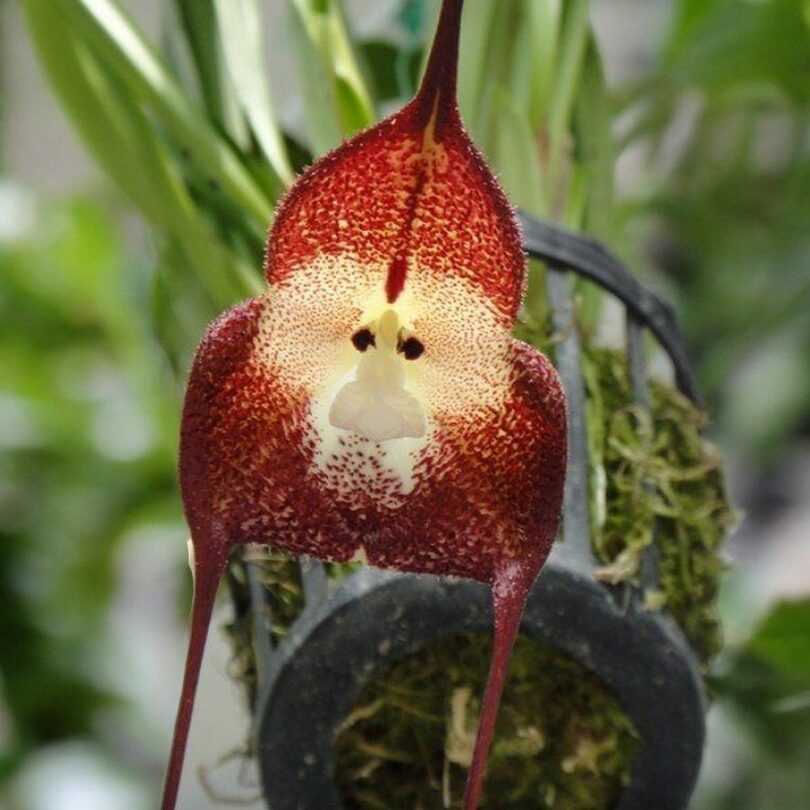 Dracula simia (Orchidée rare) 1 Plante – Image 2