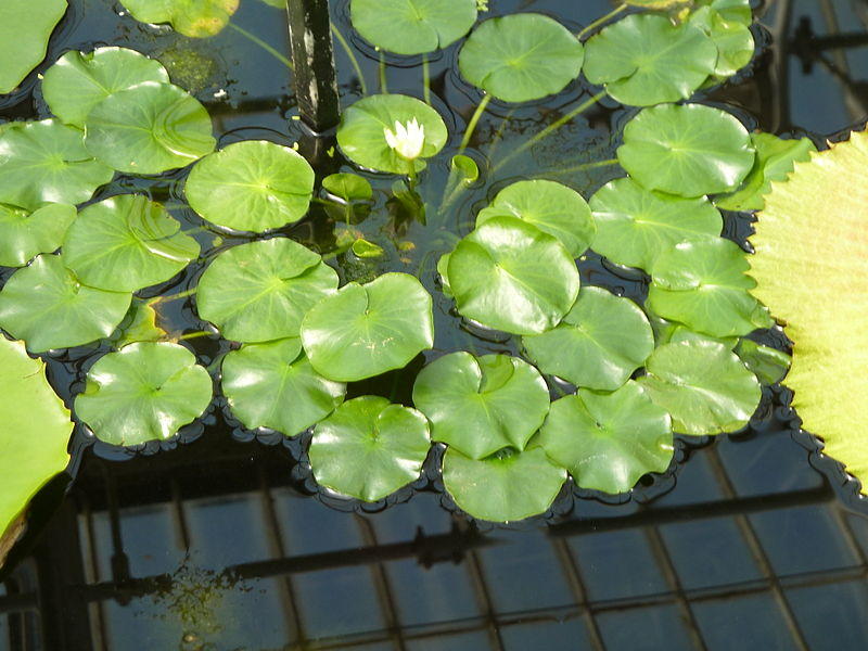 Nénuphar nain - Nymphaea Pygmaea Rubra