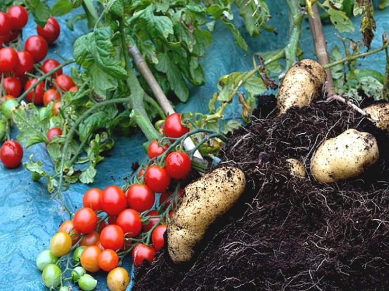 Tomates et patates sur une même plante