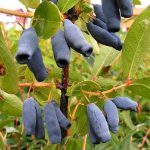 Lonicera kamtschatica 'Fialka' (Camérisier, Baie de mai) Plant