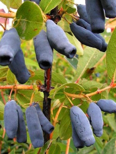 Lonicera kamtschatica 'Fialka' (Camérisier, Baie de mai) Plant