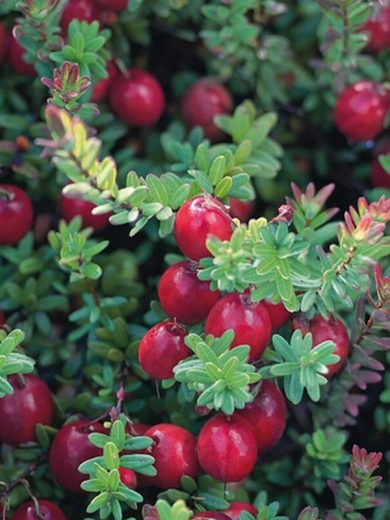 Cranberry "Canneberge" (Vaccinium macrocarpon) Plant