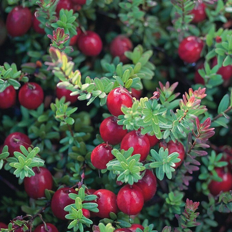 Cranberry "Canneberge" (Vaccinium macrocarpon) Plant