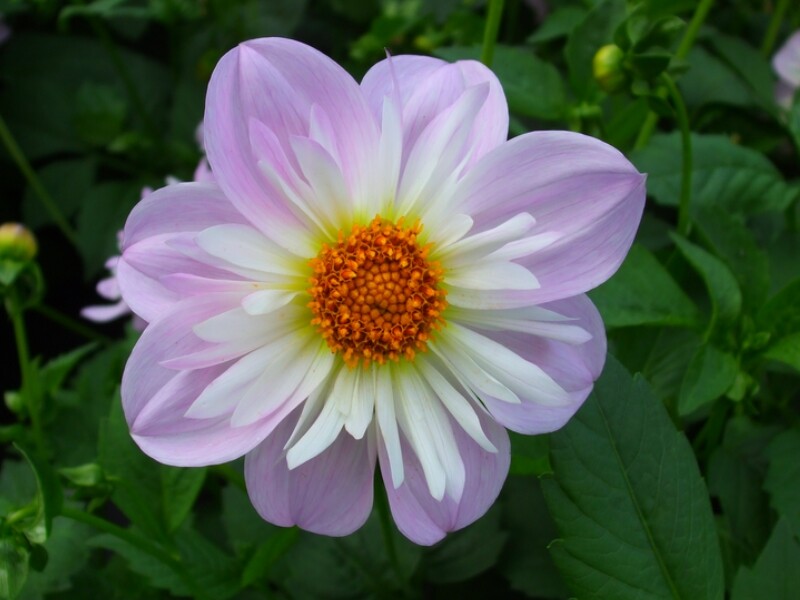 Dahlia à collerette 'Teesbrook Audrey'