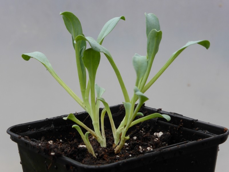 Mertensia maritima bouture (3)