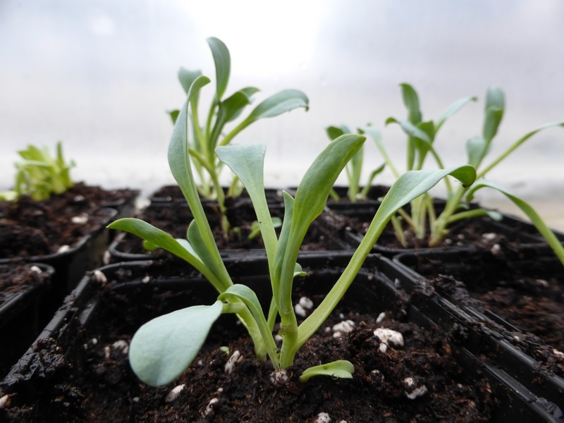 Mertensia maritima bouture (4)