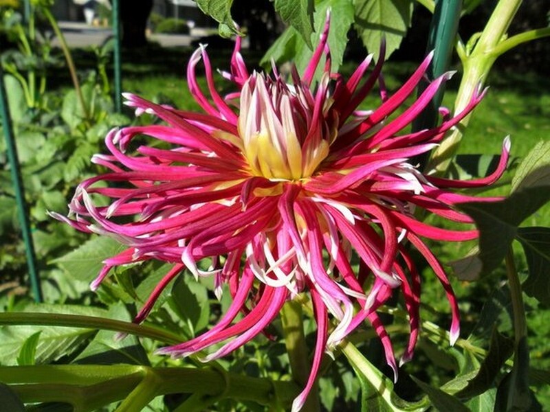 dahlia bulbes alsagarden