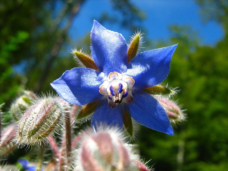 plantes savoureuses et comestibles