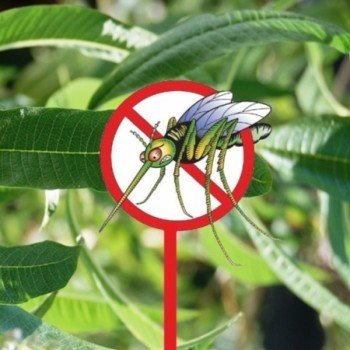 Plantes contre les moustiques