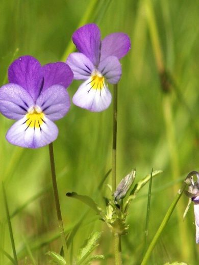 Viola tricolor (Pensée sauvage) Graines