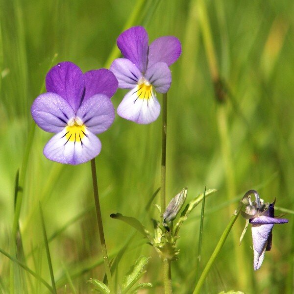 Viola tricolor (Pensée sauvage) Graines