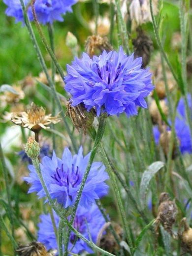 Bleuet (Centaurea cyanus) Graines