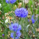 Bleuet (Centaurea cyanus) Graines