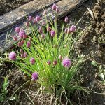 Ciboulette (Allium schoenoprasum) Graines