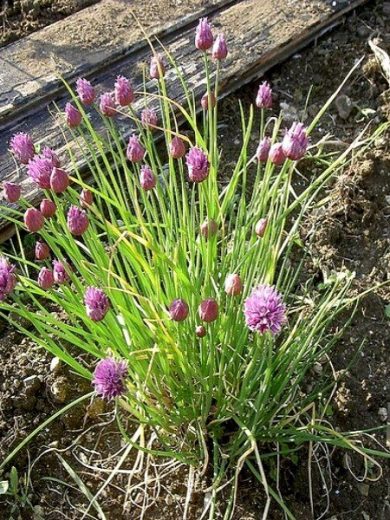 Ciboulette (Allium schoenoprasum) Graines