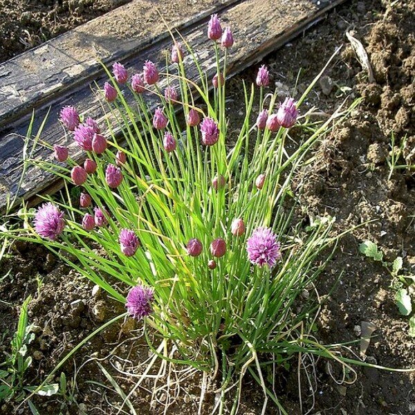 Ciboulette (Allium schoenoprasum) Graines